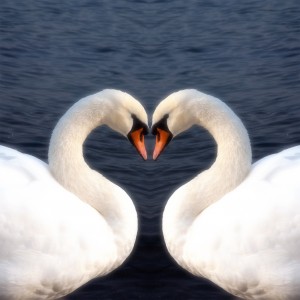 Swan Heart dreamstime_l_26493231